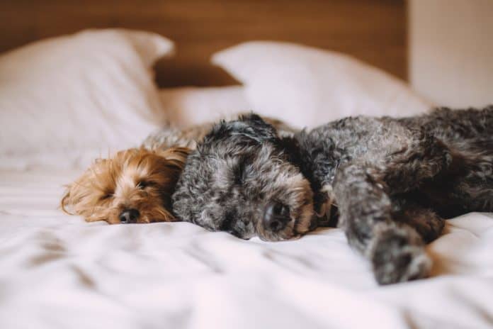 puppies sleeping on a bed puppies sleeping on a bed