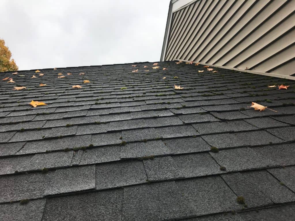 Why Is Moss Growing on My Roof? (and How to Prevent It) Prudent Reviews