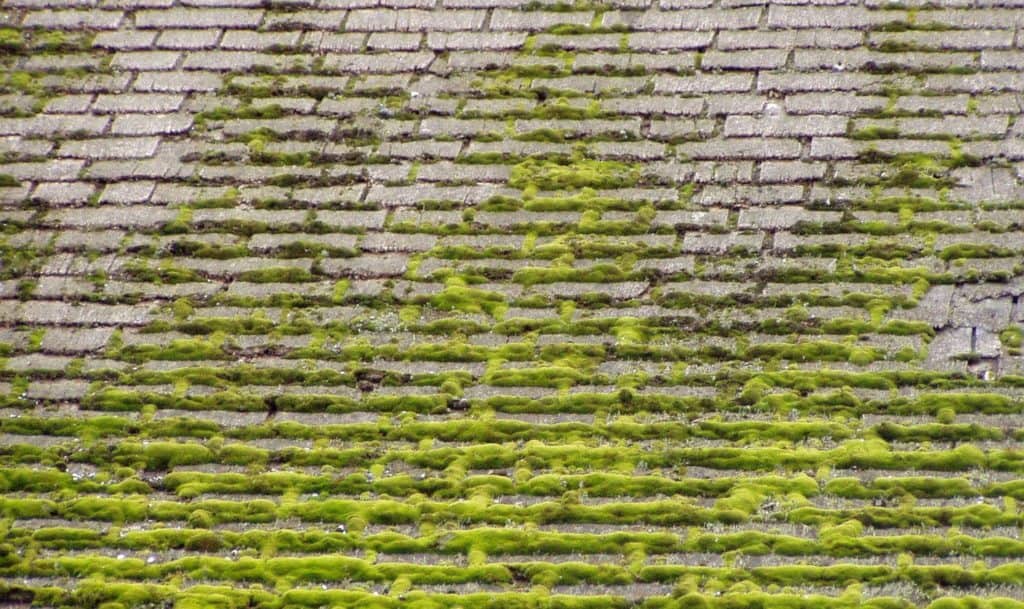 Why Is Moss Growing on My Roof? (and How to Prevent It) Prudent Reviews