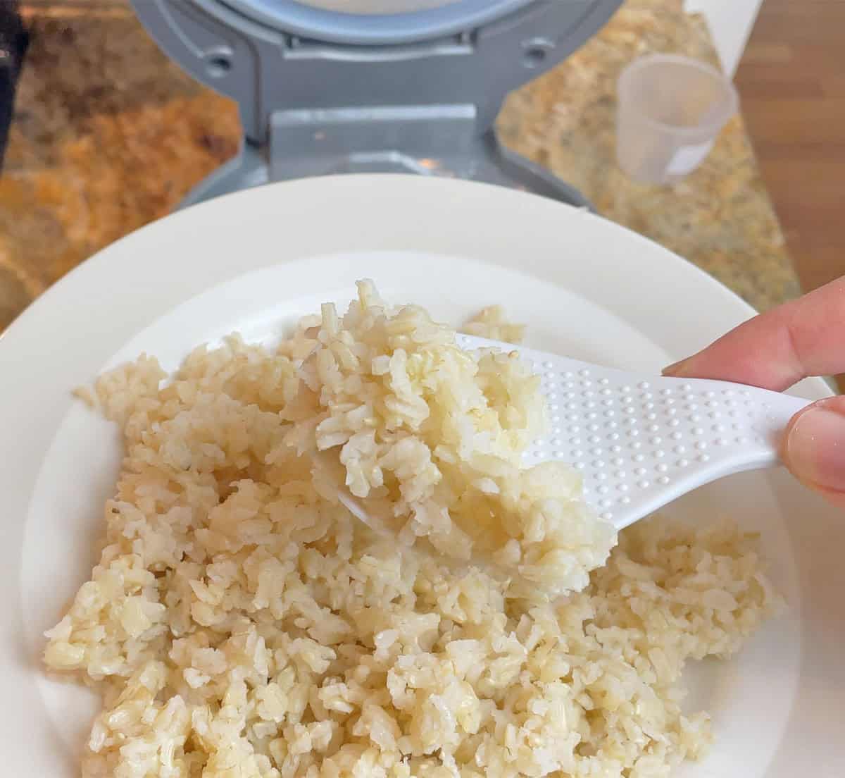 Brown Rice Cooked in the Cuckoo Micom Rice Cooker